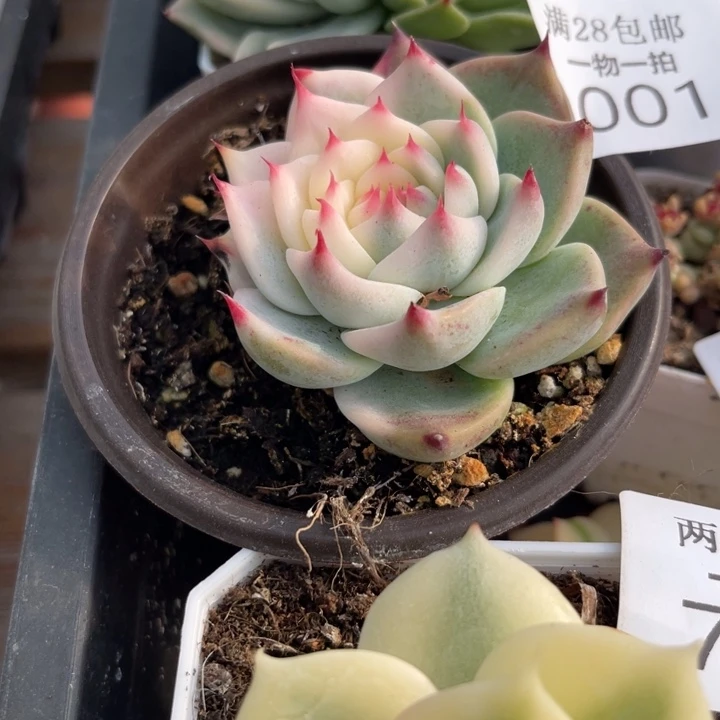1001吉娃娃锦多肉植物