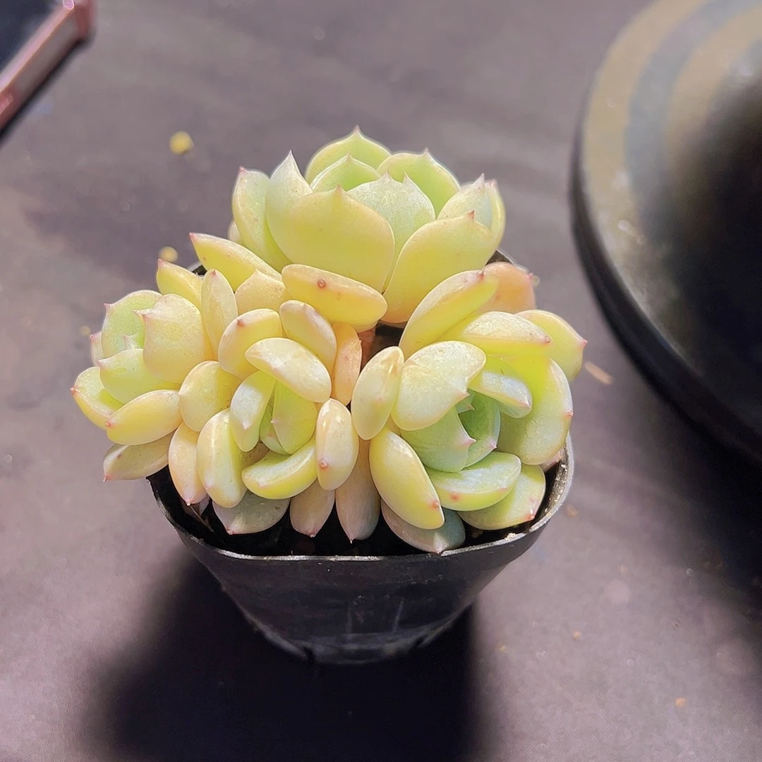 梦**梦劳林，多肉植物