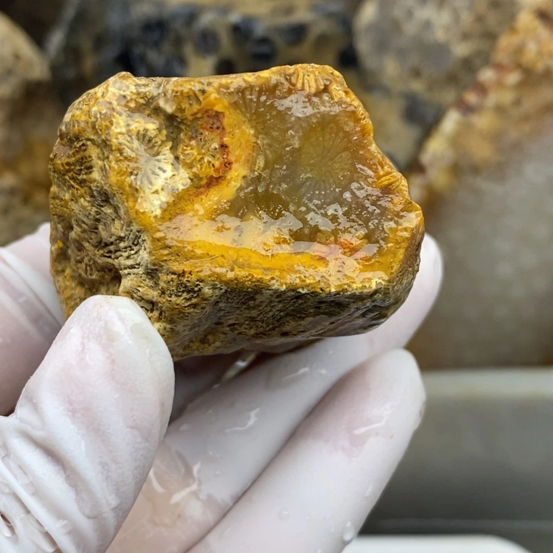 【闪购商品】硅化玉珊瑚玉未镶嵌