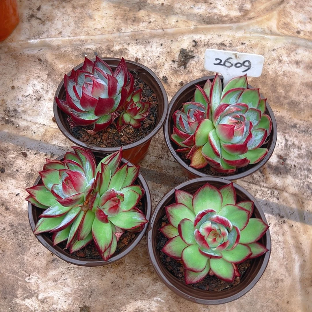 惊鸿仙子四颗2609号双头不包整