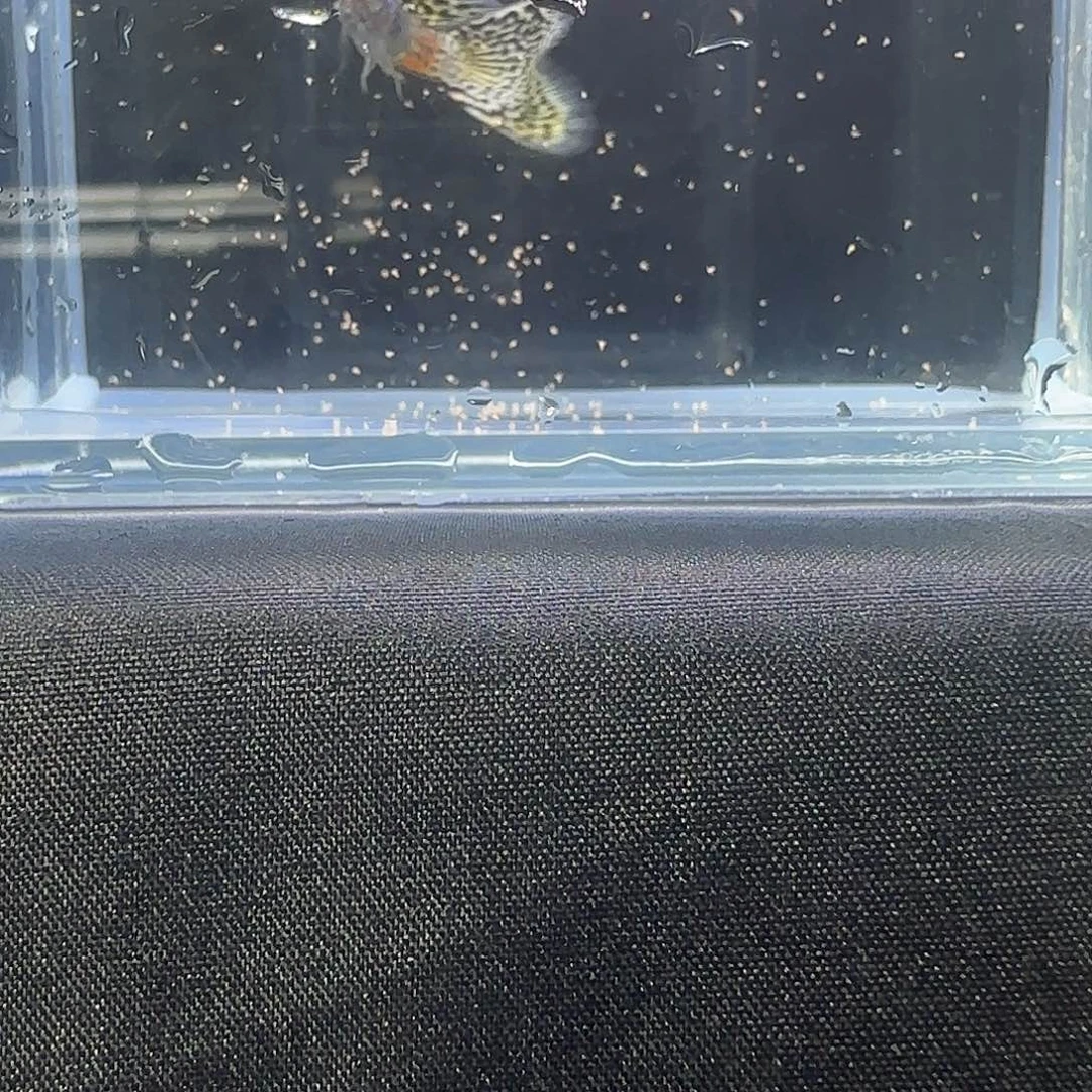 孔雀鱼关注主播可以竞拍