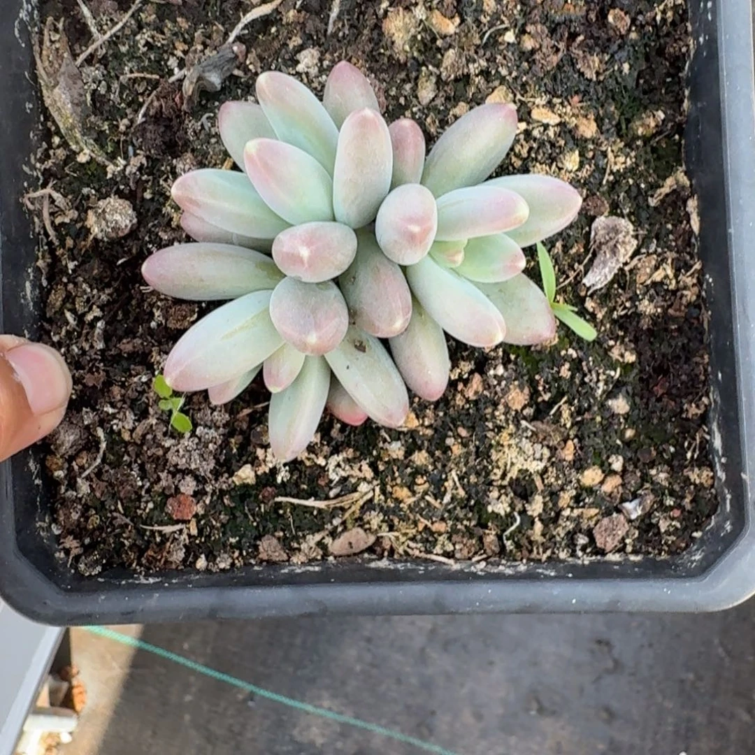 欧若拉 3头 一物一拍