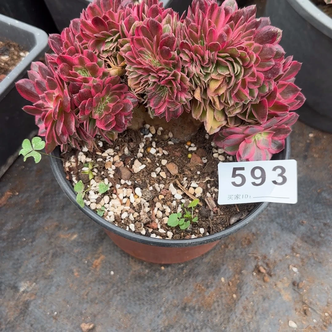 冰***露精品多肉植物0593