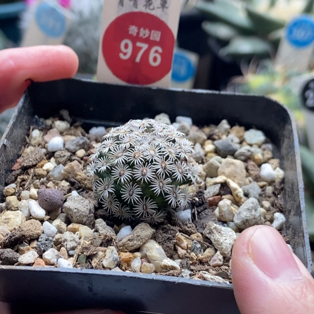 红花克氏丸一颗仙人球