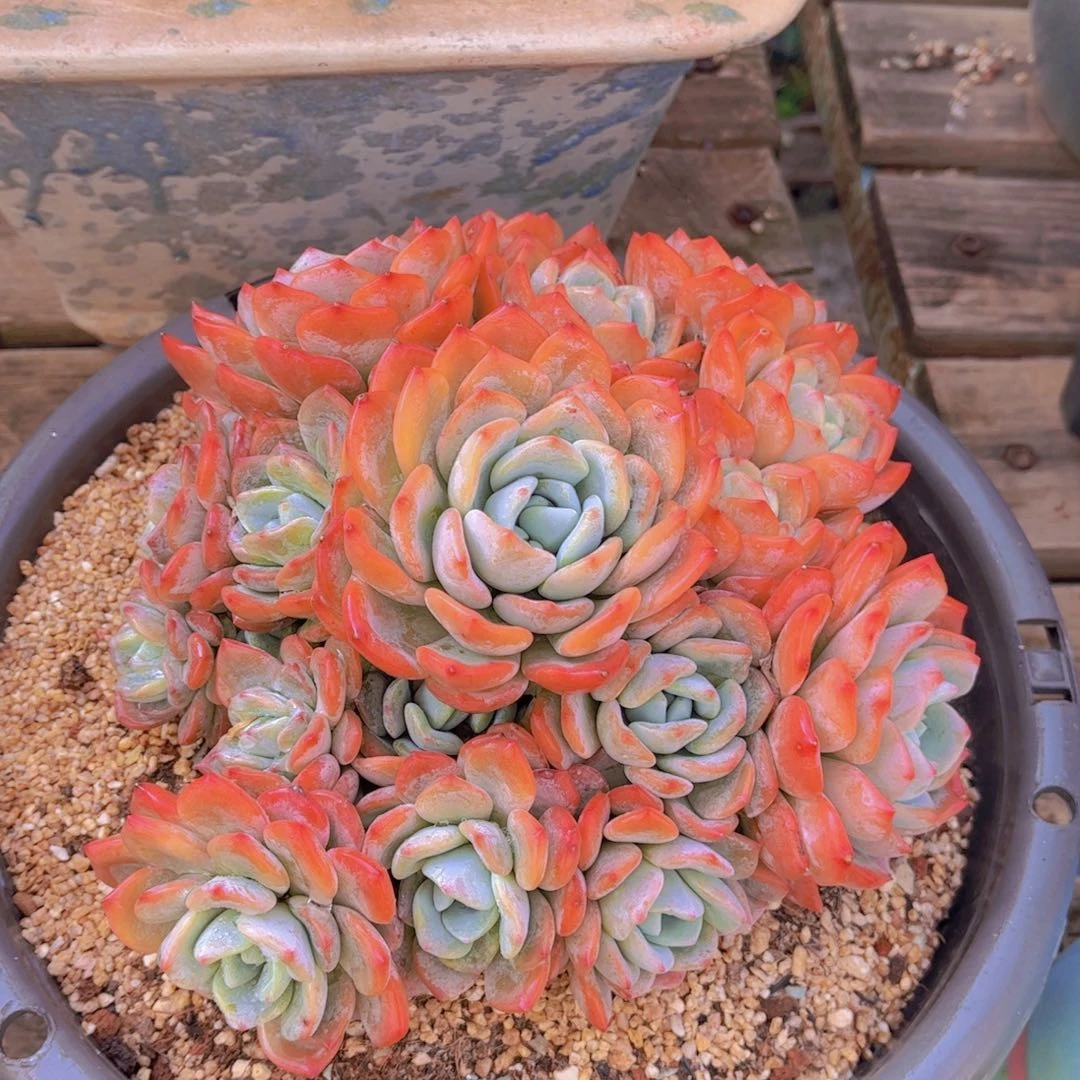 美**使多肉植物组合