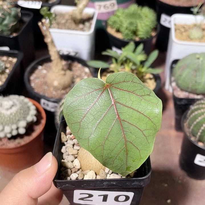 小***莓210红脉榕块根植物