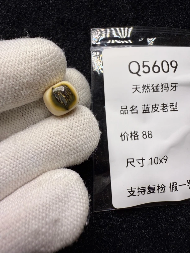Q5609猛犸牙蓝皮蓝眼老型珠珠