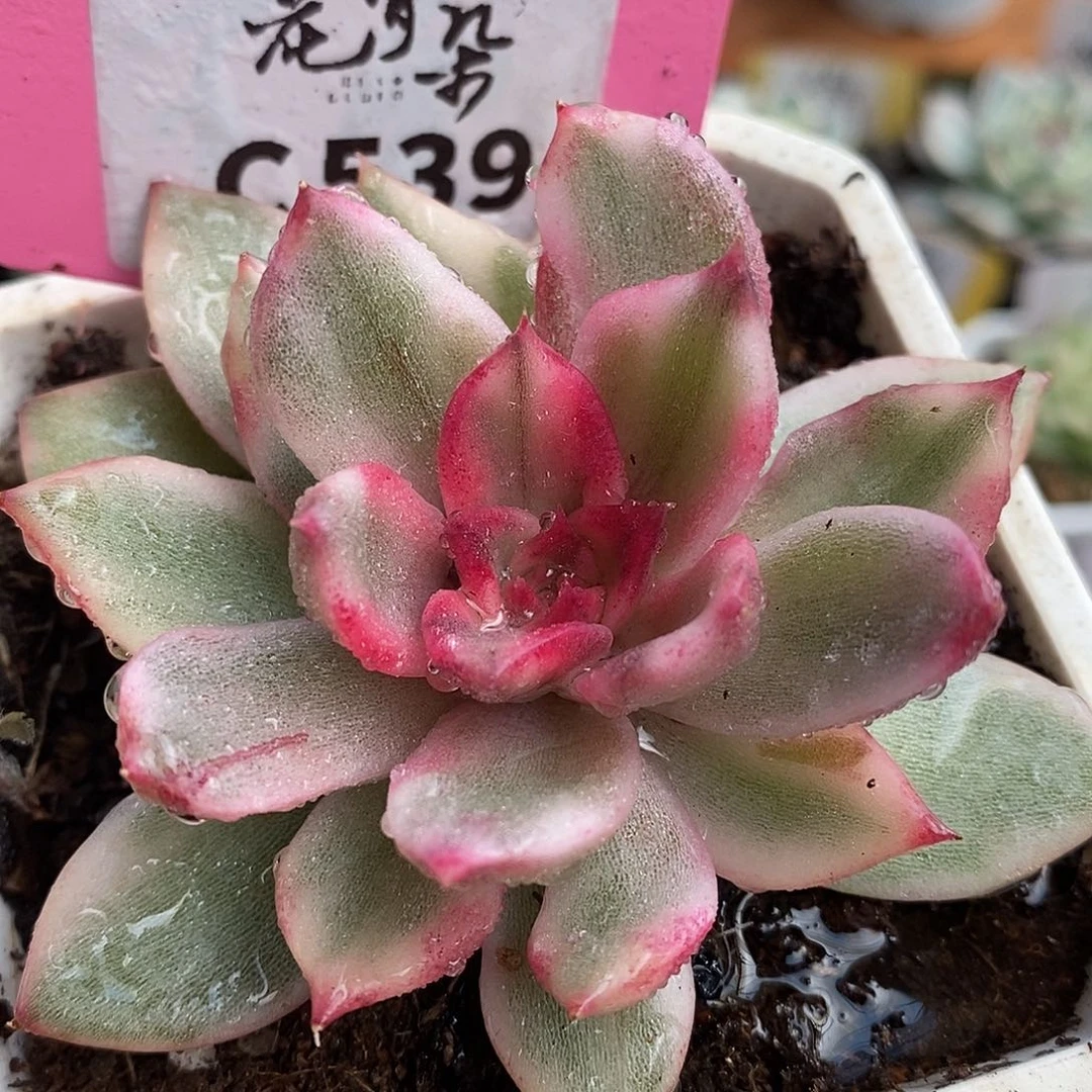539火焰山哈哈公里
