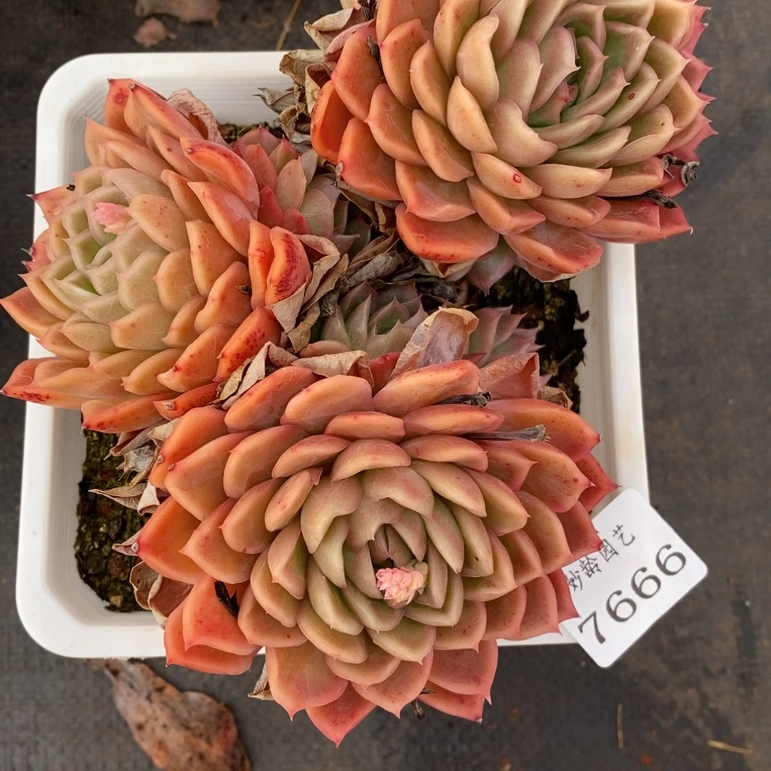 7666杂交多肉老桩