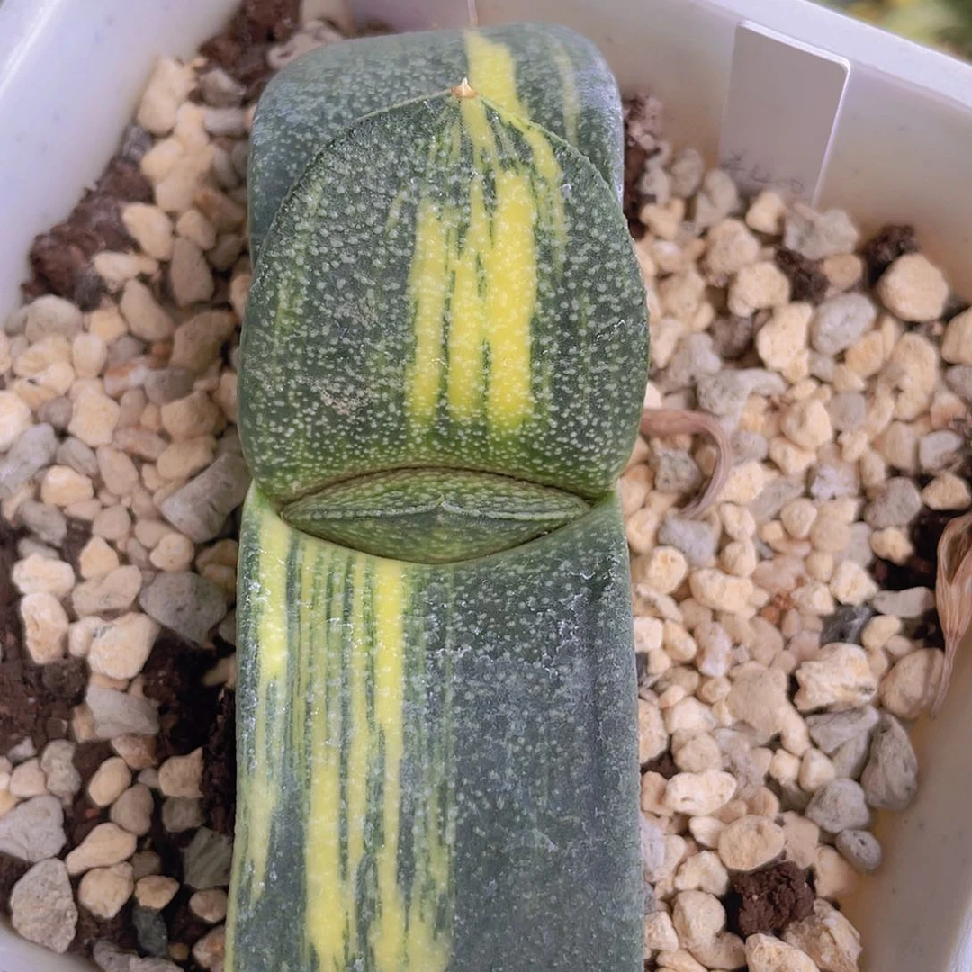 507号脱土发货111