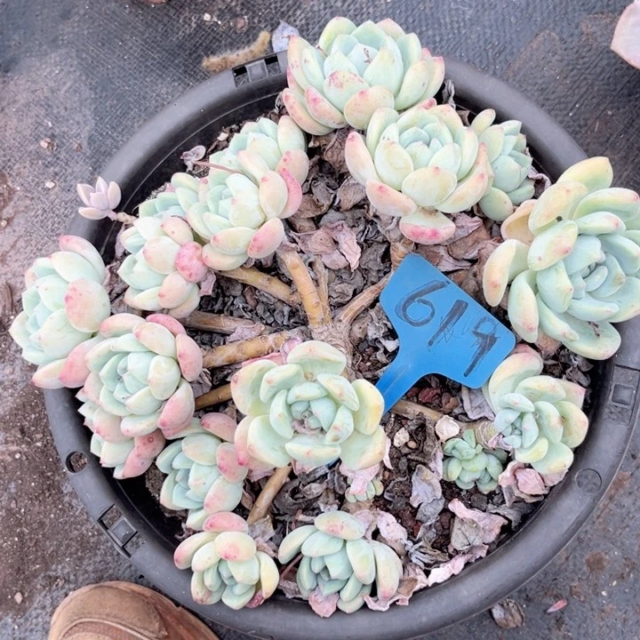 晨语多肉一物一拍619