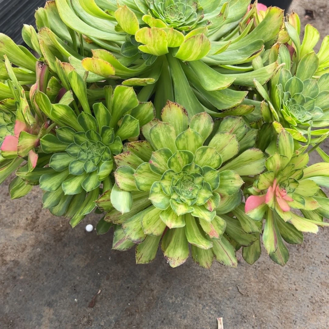 369知否多肉多肉多肉