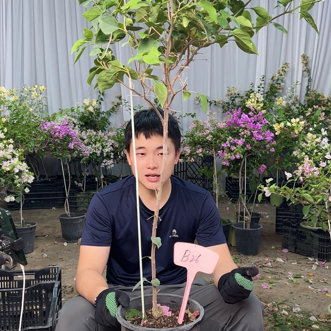 K***K大部分花苞少量开放B26不甜