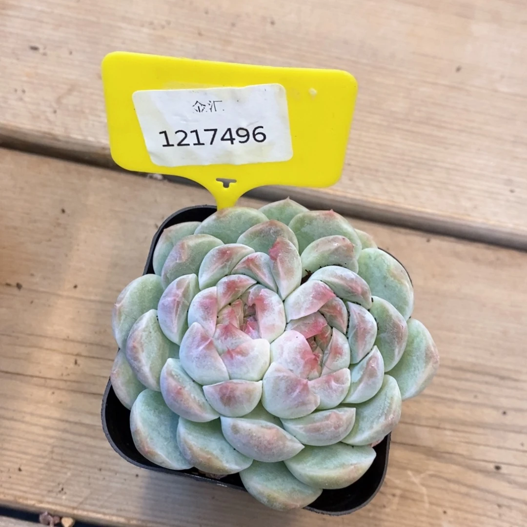 福利多多。1217496