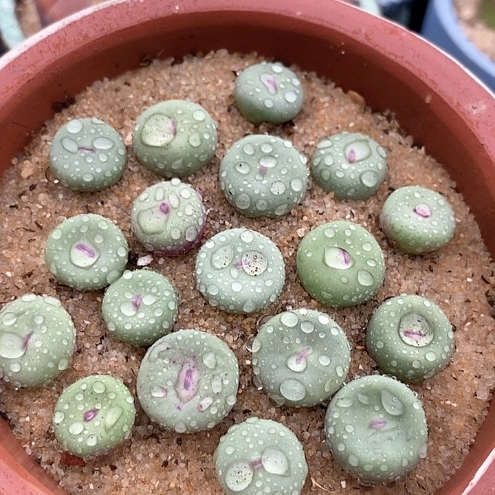 7516小红嘴1968杂一颗