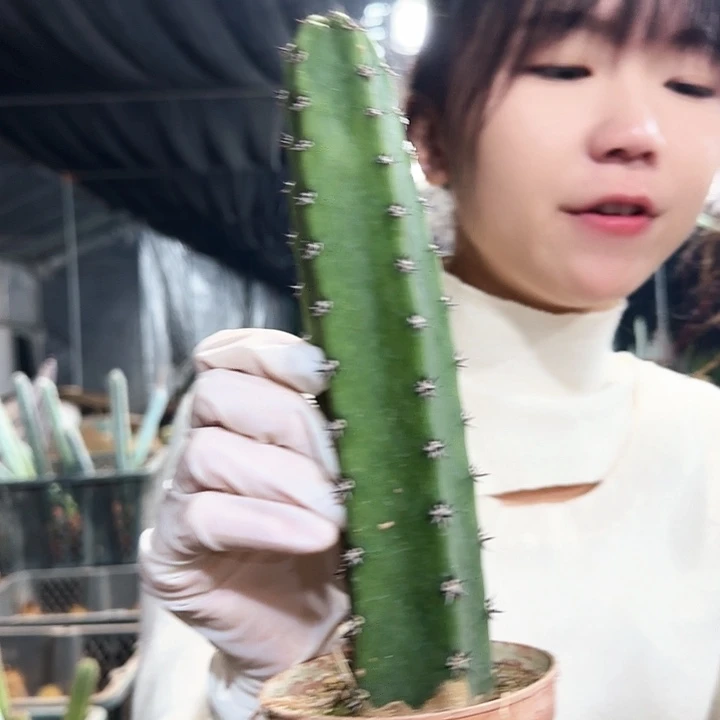 秀蒲柱111111111