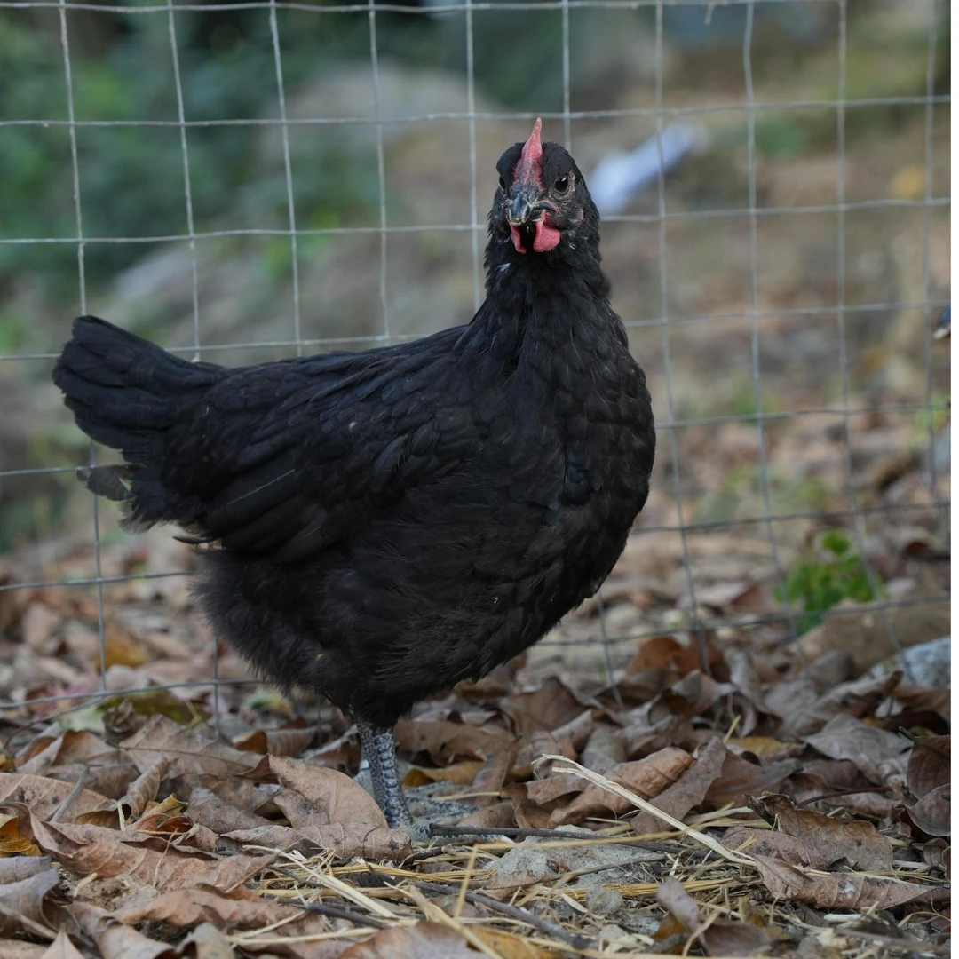 青年黒凤鸡下绿壳蛋鸡宠物鸡1斤左右发货