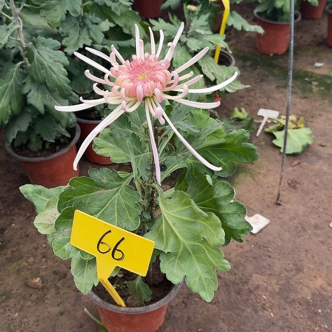 ～***子大部分花苞少量开放66真秀