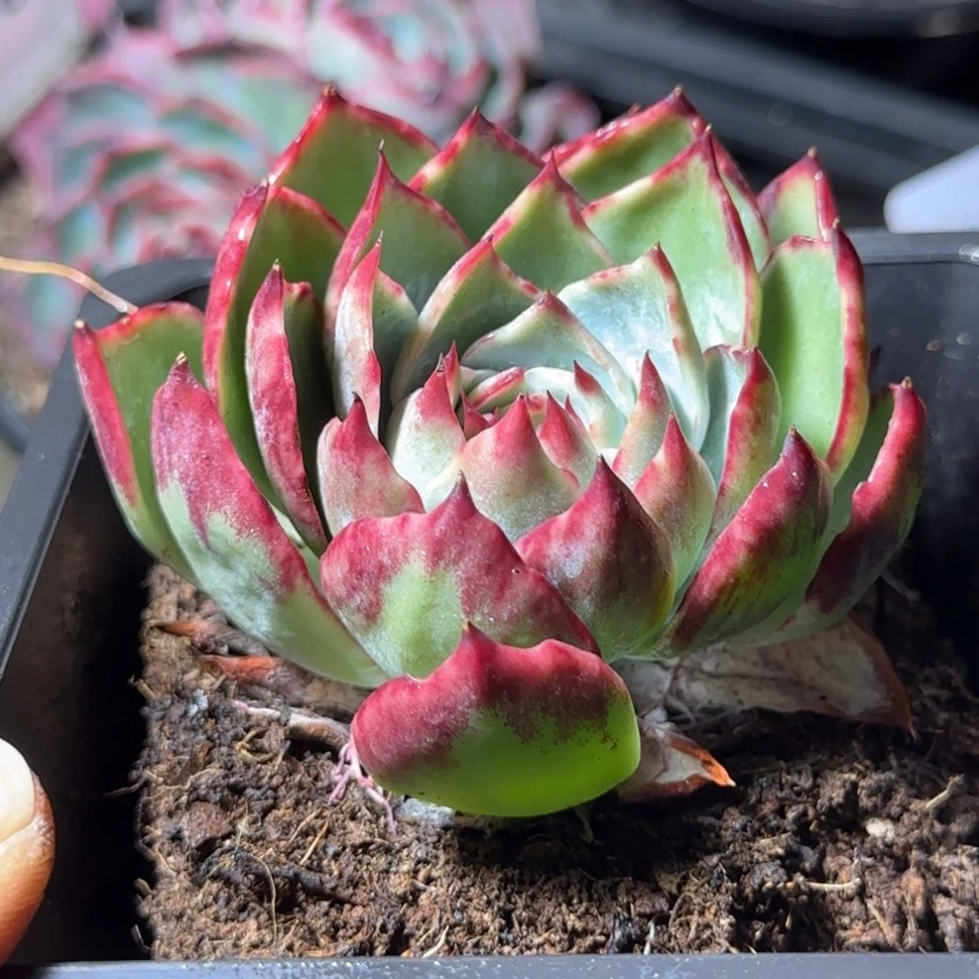 惊鸿一物一拍包装收缩花旱