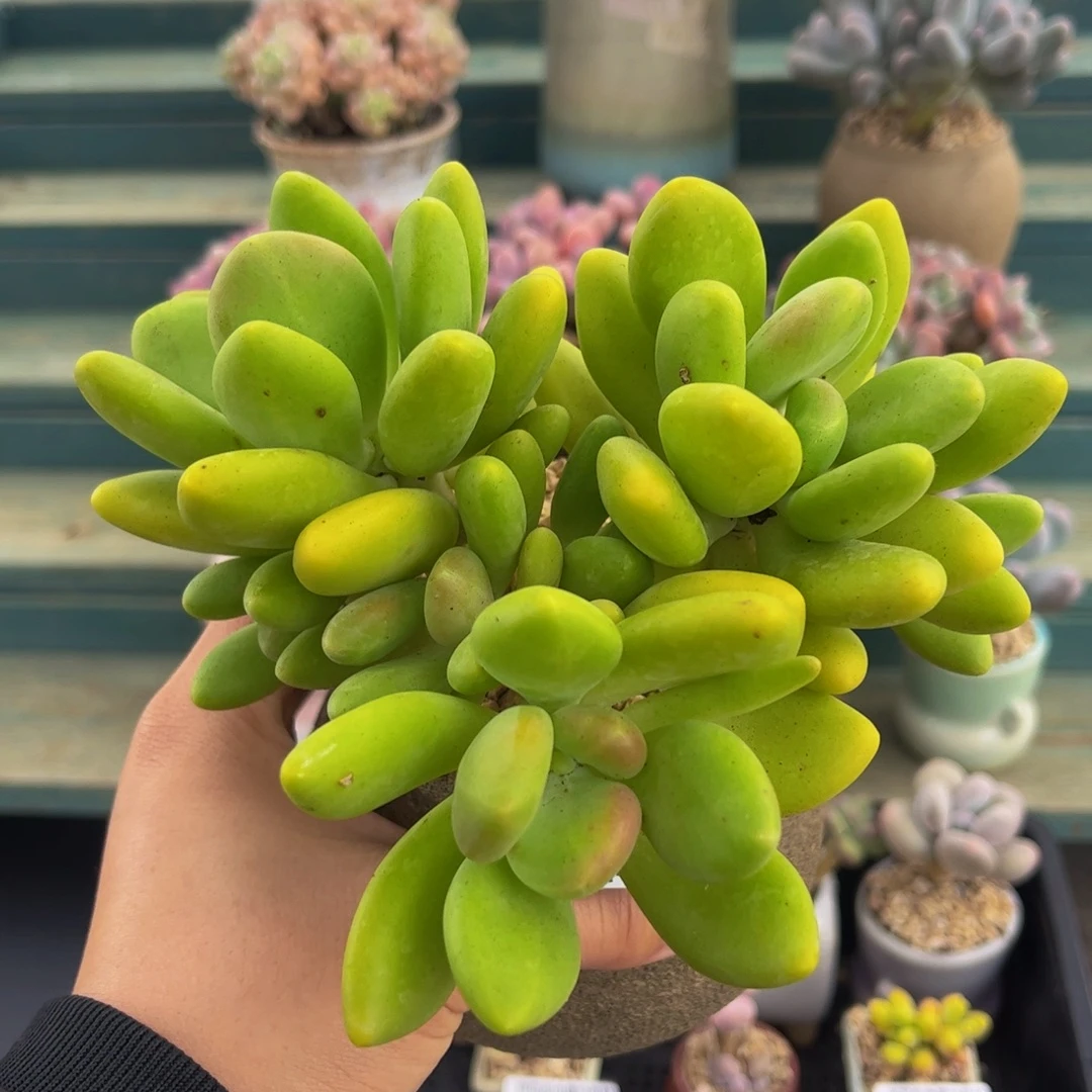 464-芒果奶多肉12cm