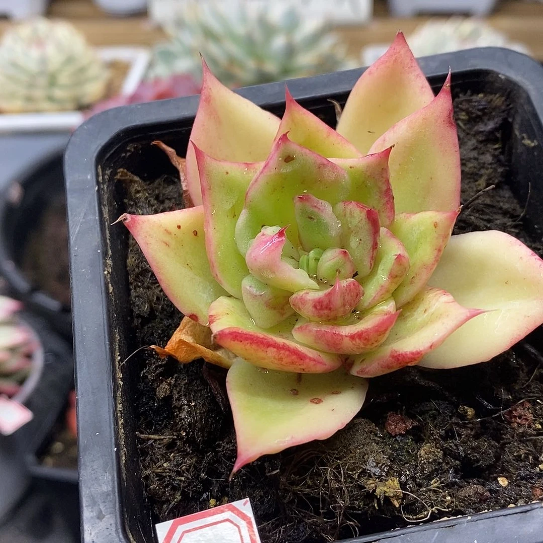 07139 东云花木兰花脸锦有点变异