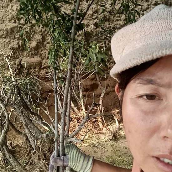 轻***茶完全开放文冠树两颗
