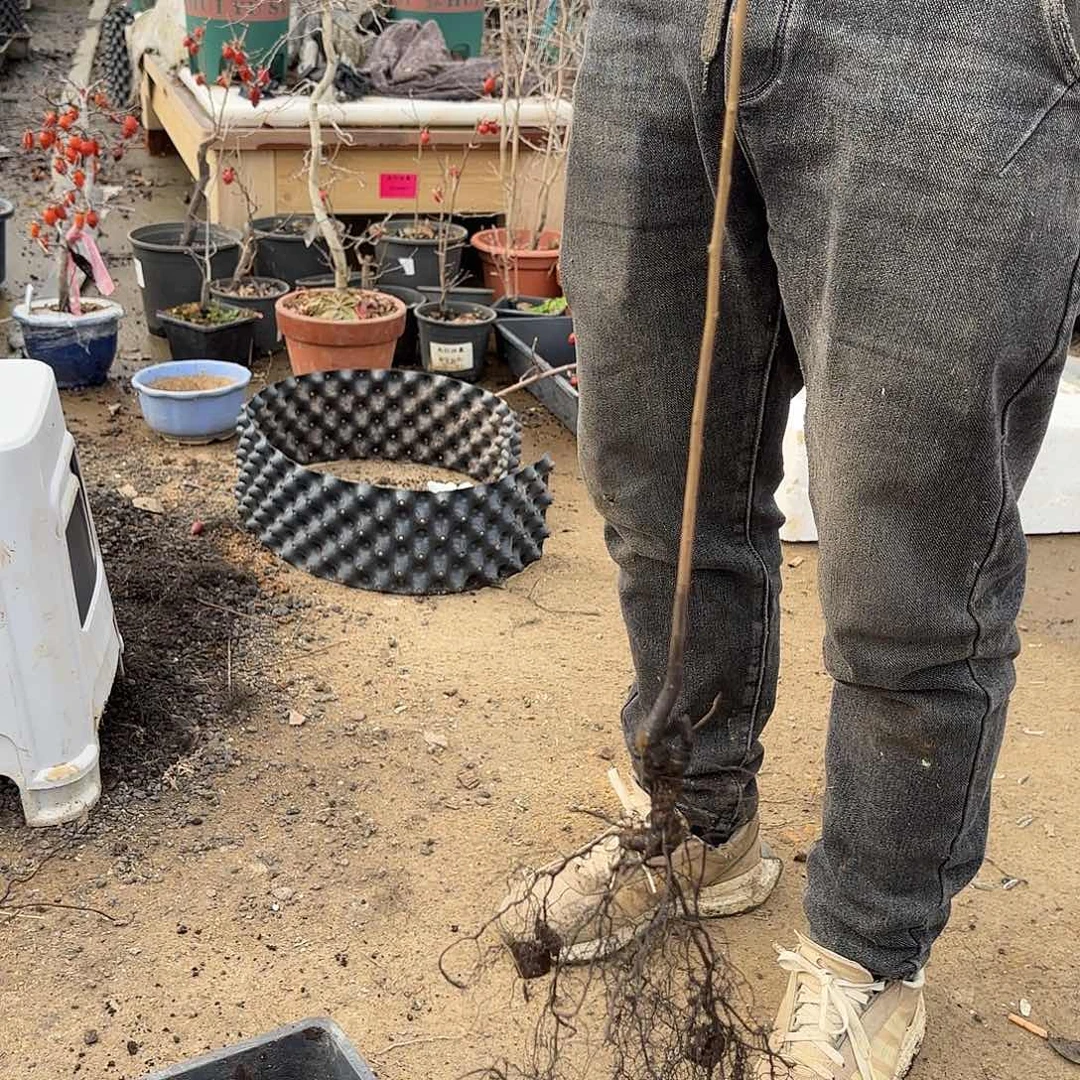 9***1紫式部哈哈哈哈哈哈哈