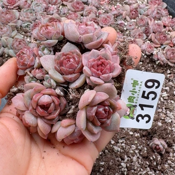 多肉植物多肉植物