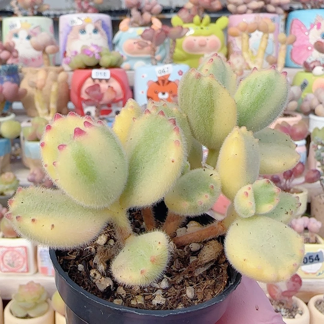 可爱熊童子 盆4cm