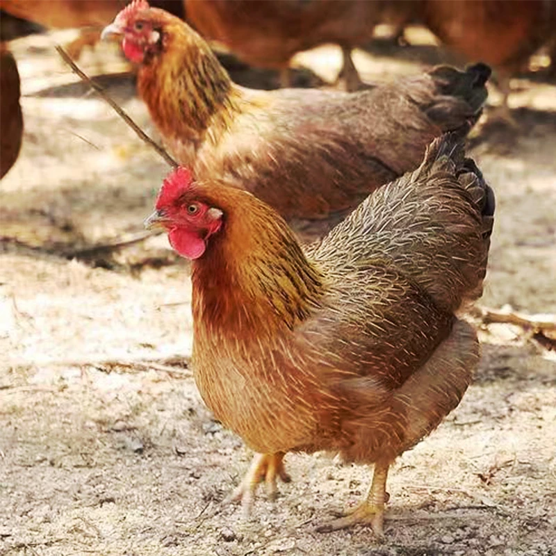 【顺丰包邮】正宗农家散养土鸡林凤鸡现宰先杀农村散养纯种土鸡