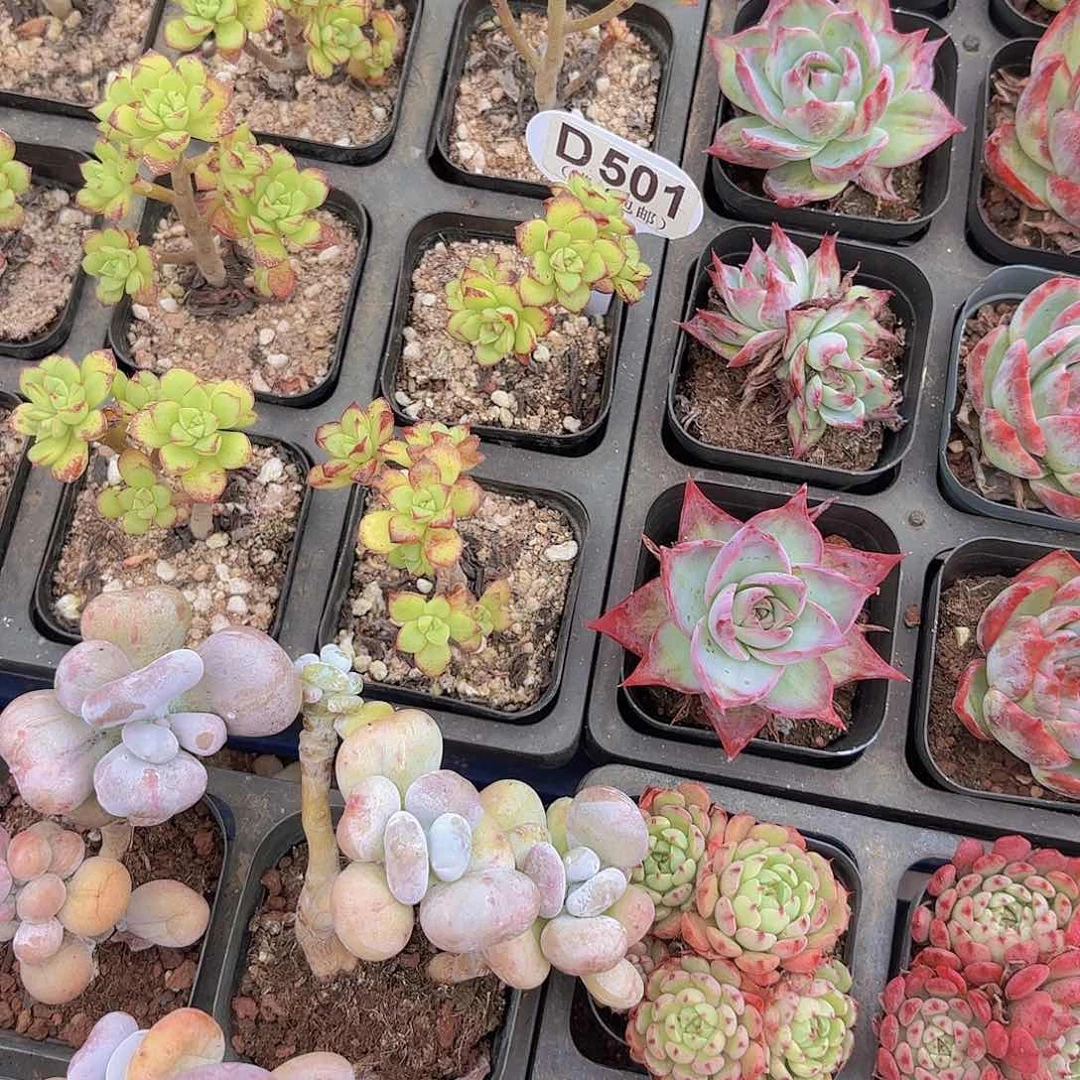 D501酥皮呀一物一拍