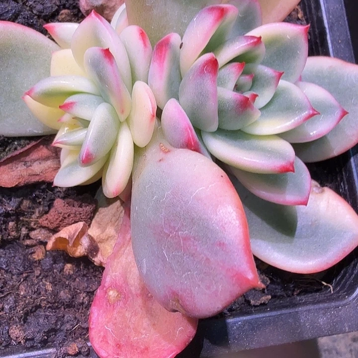 蔚蓝乌木锦多肉锦