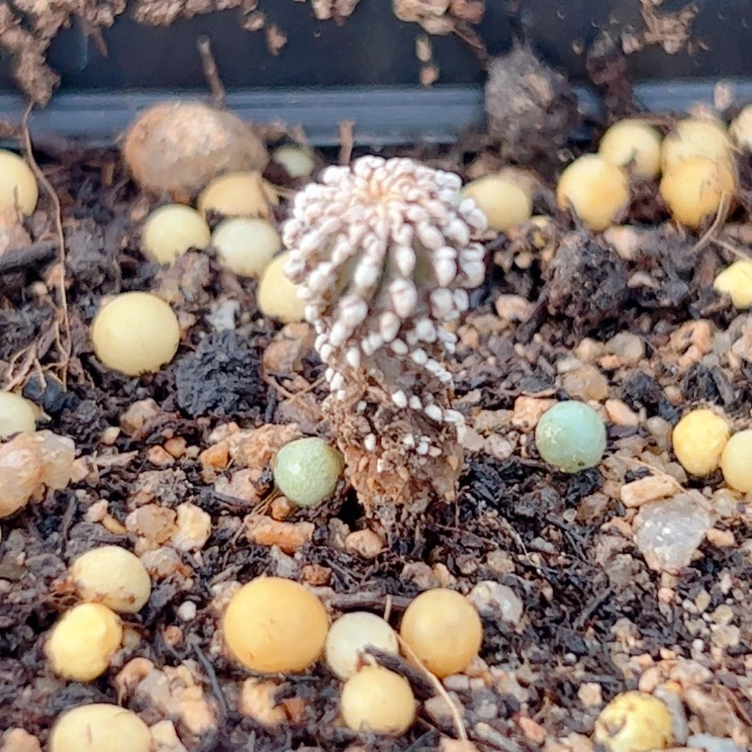 实生 薄叶花笼仙人球