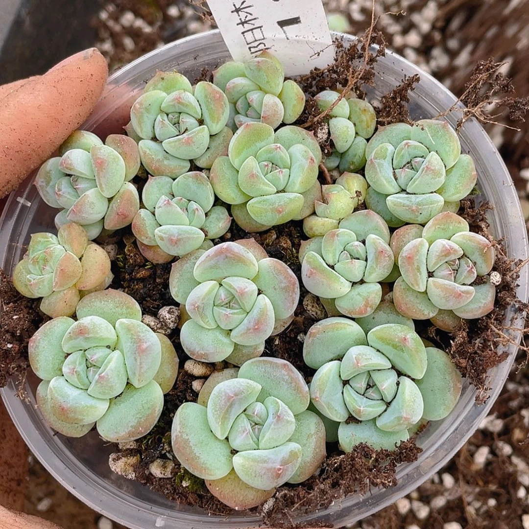 多肉植物多肉植物193