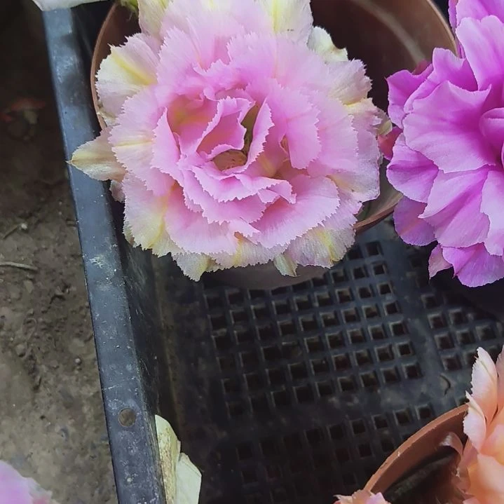 粉落无根侧芽一个