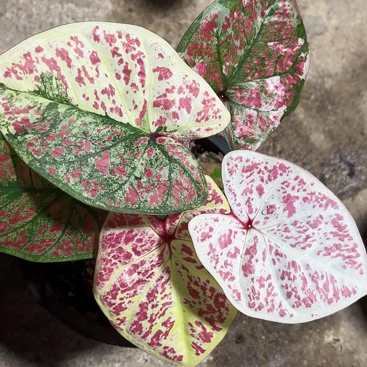 51-0927彩叶芋泰国发货