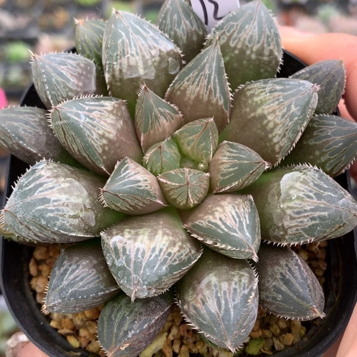 实生寿带盆土发货