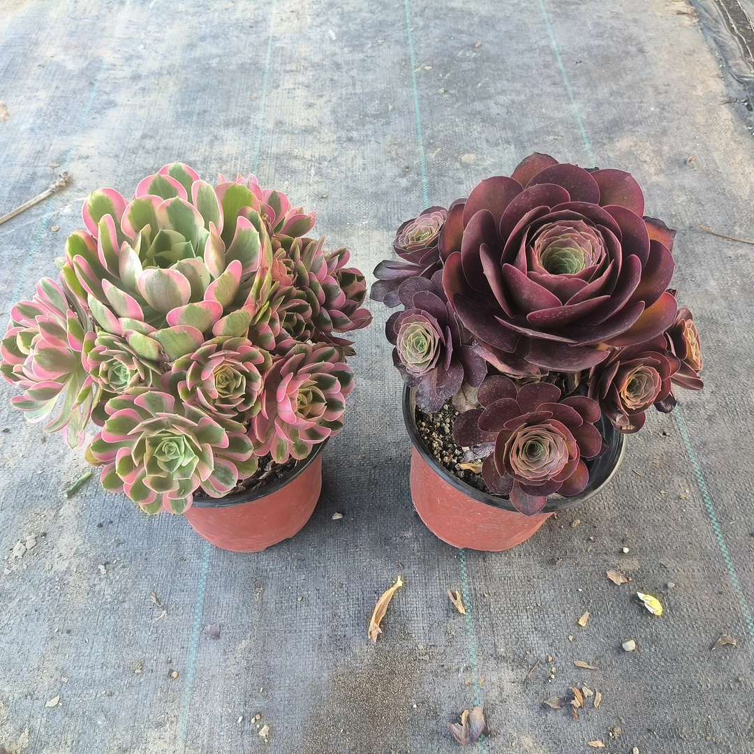 魅金玫瑰 粉女郎手捧花整桩20公分+脱盆脱土裸根发货