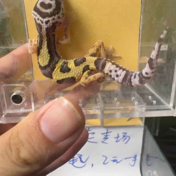 豹纹守宫土匪笑脸