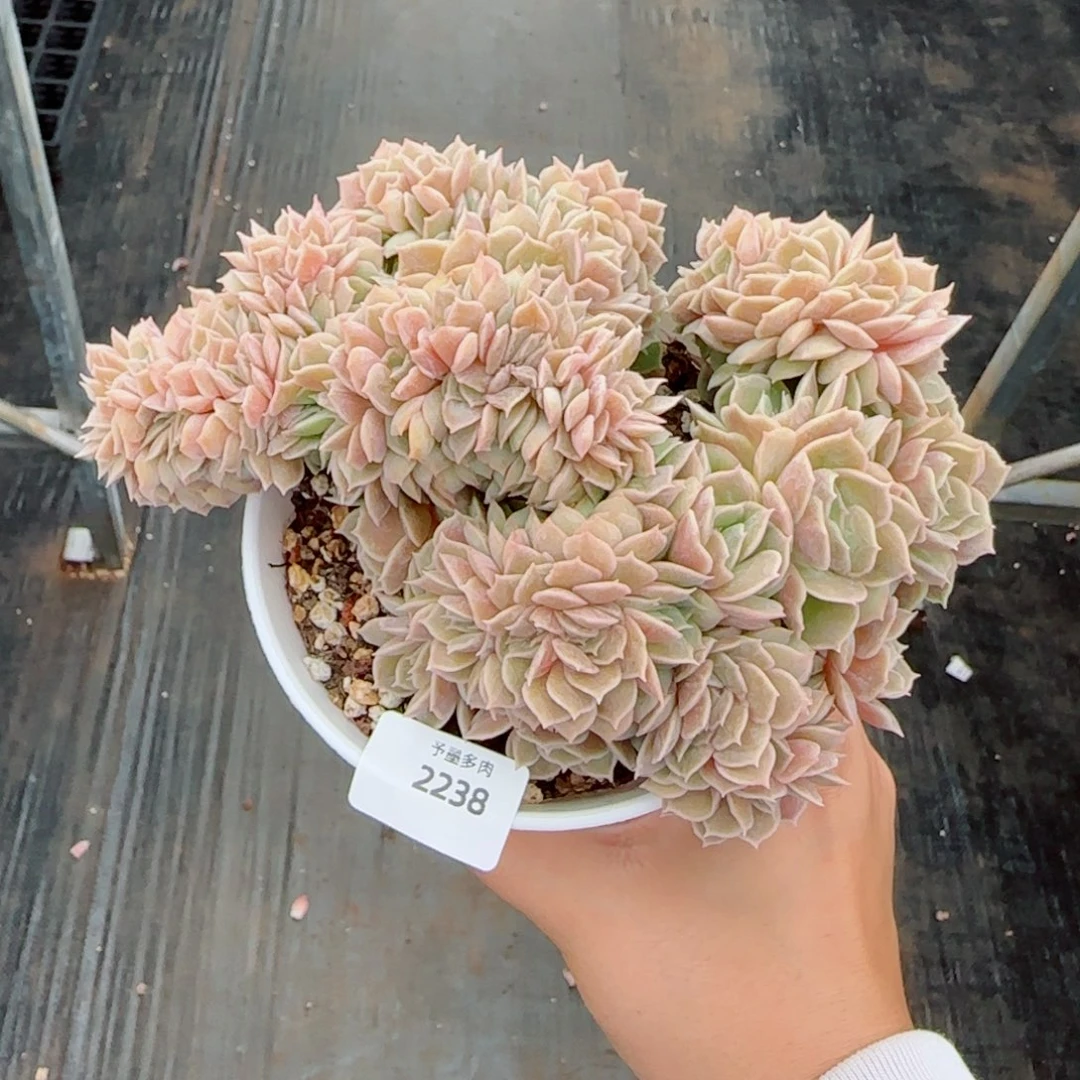 昂缀，2238多肉植物