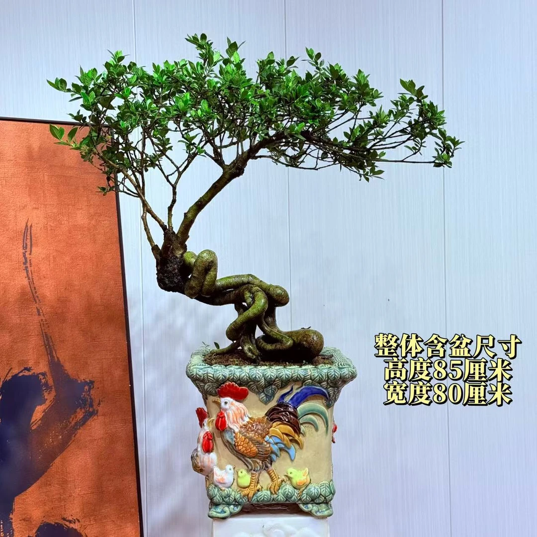 【楠山园艺】精品四季榄叶栀子花盆景