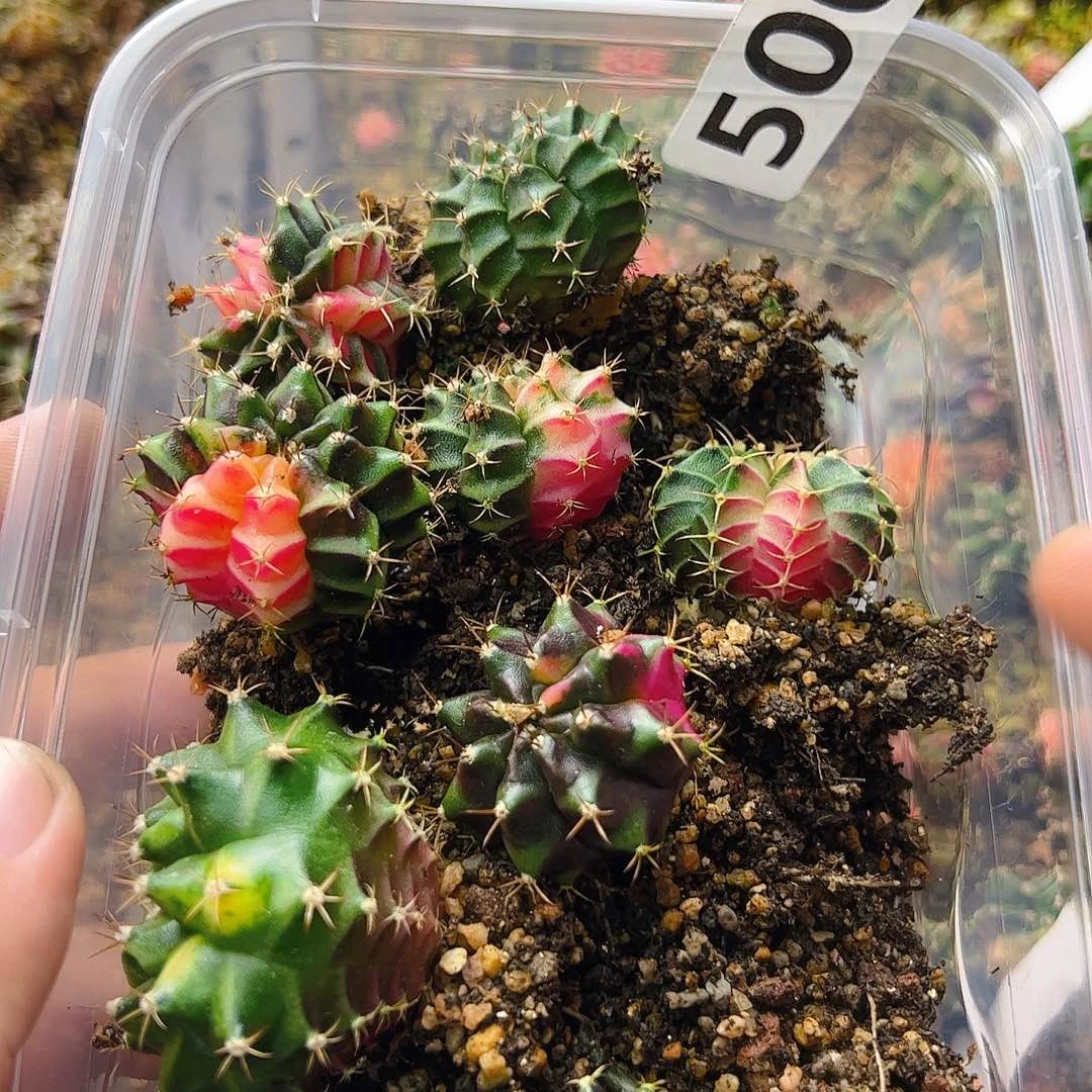 当前无花栽培后可以开花500