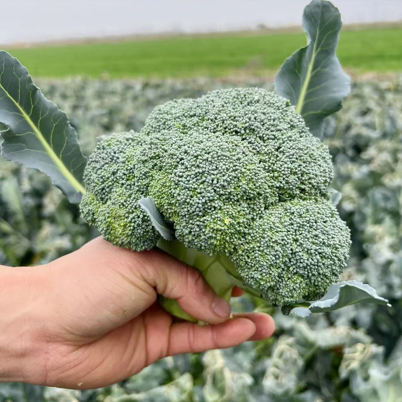 2斤新鲜西兰花农家自种青花菜绿花菜露天种植现砍现发湖北荆州