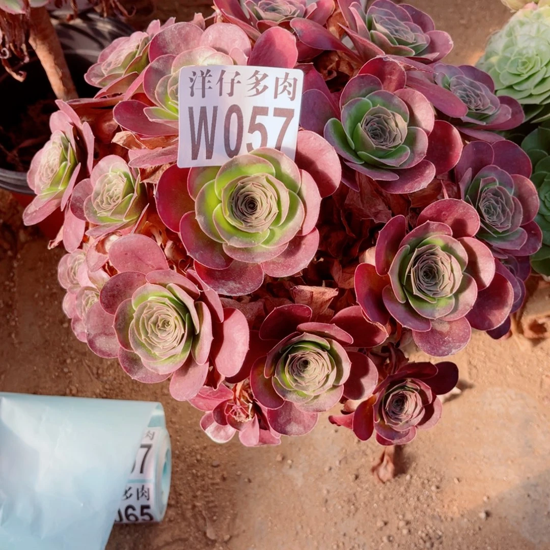 -****057魅金玫瑰尺寸30左右