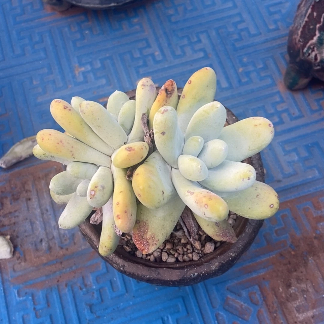 拇指多肉植物啦啦啦