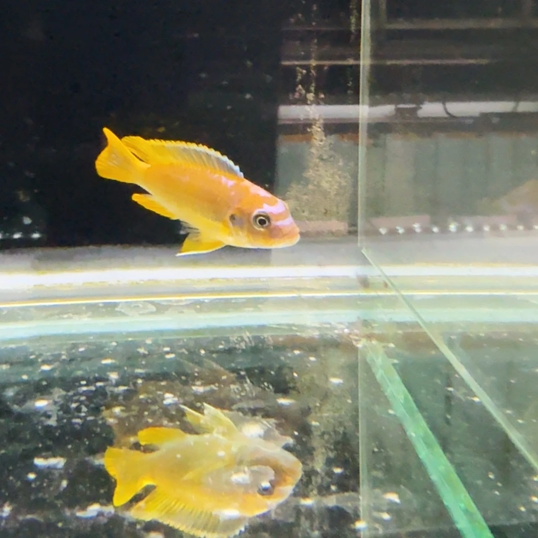 中***）海水317伊色摸索博。