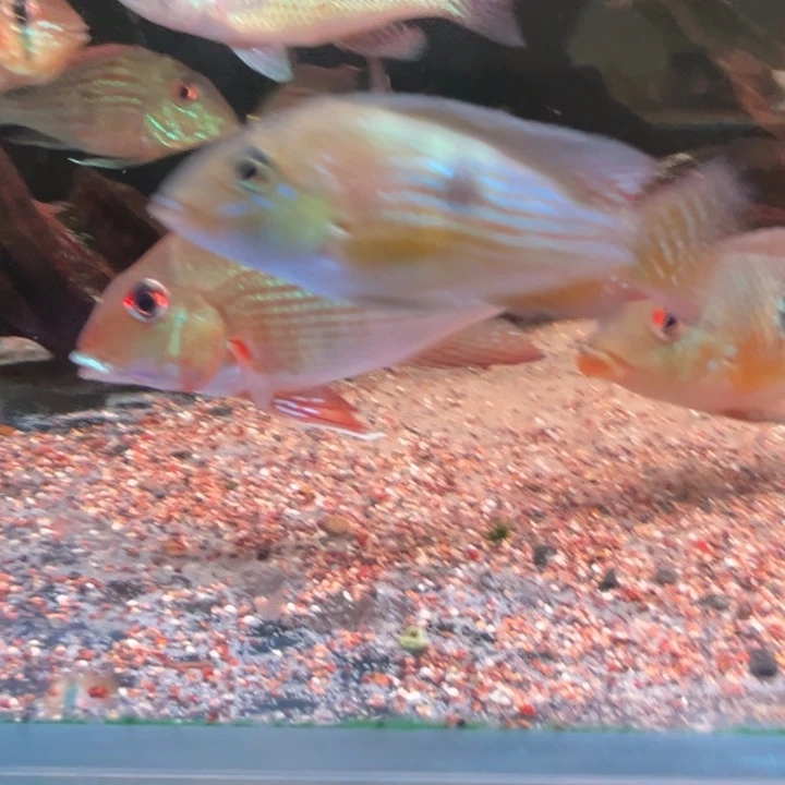 @***小慈鲷鱼6-7紫艳七彩宝石1只