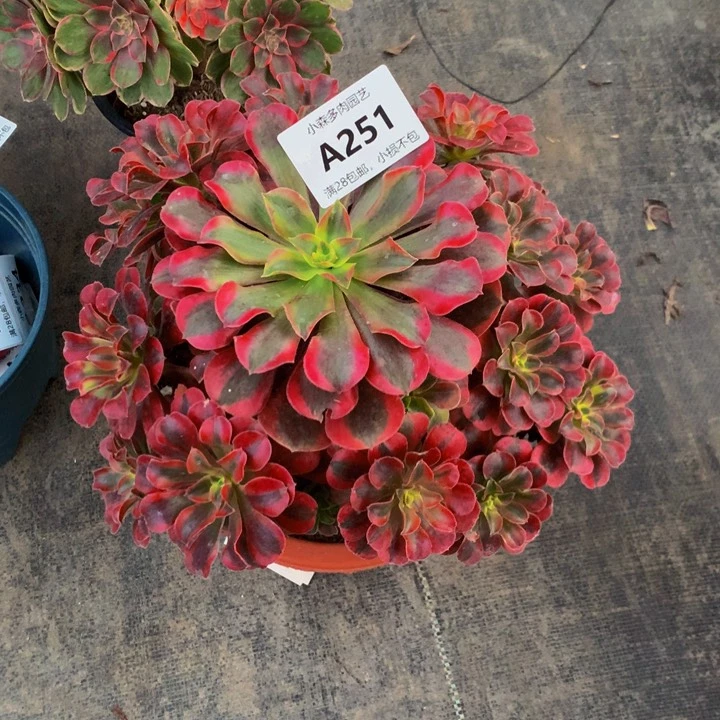 用****7美杜莎法师251