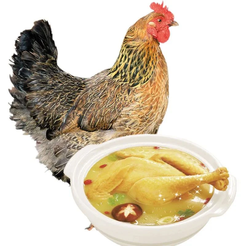 农家散养土鸡鲜嫩可口高山走地鸡竹林草鸡现杀整只煲汤炖老母鸡