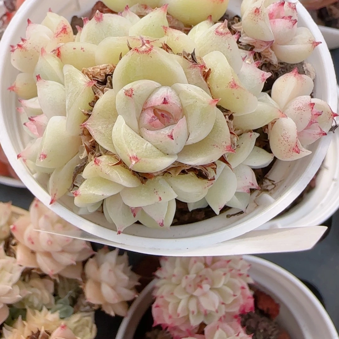 ₍***星花语多肉1215-118散